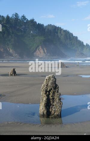 Alberi annegati a Neskowin, sulla costa dell'Oregon, USA, una foresta fantasma formata da subsidence improvviso da un terremoto di zona di subduzione 1600 anni fa. Foto Stock