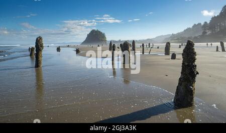 Alberi annegati a Neskowin, sulla costa dell'Oregon, USA, una foresta fantasma formata da subsidence improvviso da un terremoto di zona di subduzione 1600 anni fa. Foto Stock