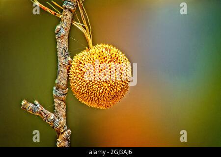 Sycamore Seed Ball - una foto in primo piano di un grande cialda di semi di albero di sicomoro, presa sui terreni del Monte Whitney vivaio di pesci Foto Stock