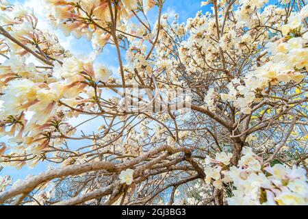 Albero di Ipe bianco, bellissimi fiori bianchi in una giornata di cielo blu. Sfondo della natura. Foto Stock