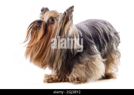Yorkshire terrier, cane isolato su bianco Foto Stock