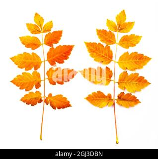 Foglie arancioni autunnali. Foglia isolata su sfondo bianco. Foto Stock