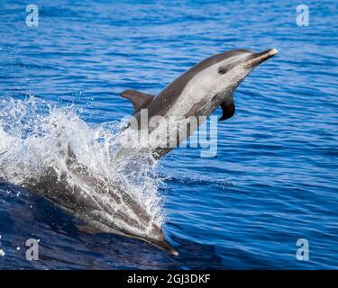 Delfini a macchia pantropicale, Stenella attenuata, saltando fuori dalla scia della barca, Kona Coast, Big Island, Hawaii, USA, Oceano Pacifico Foto Stock