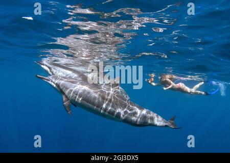 Hawaiano Spinner delfino, Stenella longirostris longirostris, e donna snorkeler, Kona Coast, Big Island, Hawaii, USA, Oceano Pacifico, MR Foto Stock