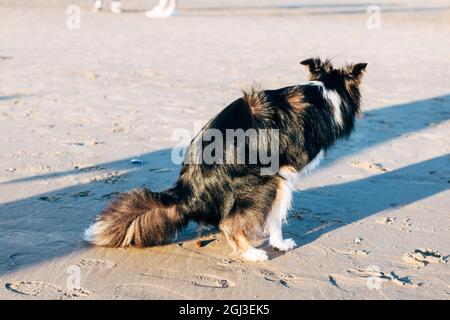 Funny border collie razza mista cucciolo pooping su spiaggia sabbiosa soleggiata Foto Stock