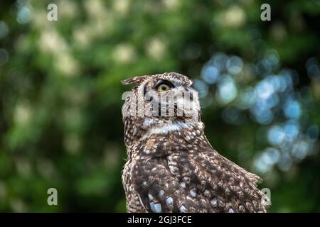 African Eagle Owl - Caprive bred - Shropshire, Inghilterra Foto Stock