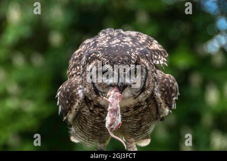 African Eagle Owl - Caprive bred - Shropshire, Inghilterra Foto Stock