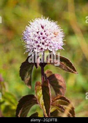 Fiori della pianta di palude nativa marmarinale britannica, Mennha aquatica, Mint Foto Stock