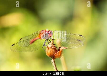 Foto macro di una testa di libellula Foto Stock