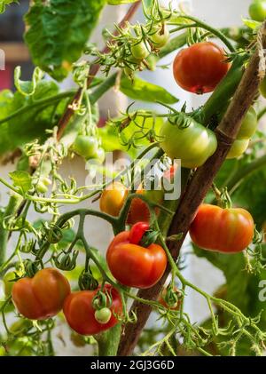 Maturazione dei frutti estivi del tenero pomodoro annuale, Solanum lycopersicum 'Outdoor Girl' Foto Stock