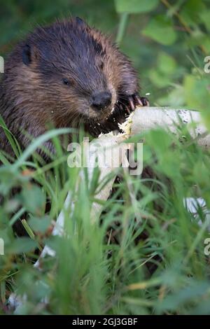 Castoro nordamericano che abbaglia un tronco tremendo dell'albero di Aspen per riprendere al relativo Lodge. Castor canadensis. Foto Stock