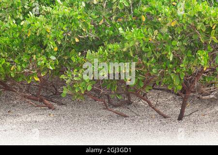Mangrovie rosse (Rhizophora mangle) che crescono in sabbia sulla costa dell'isola di Isabela nelle Galapagos Foto Stock