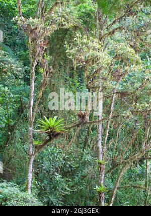 Nuvoloso alberi e epifiti della foresta nella valle di Tandayapa sul versante occidentale delle Ande Mountains, Ecuador Foto Stock