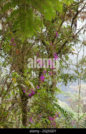 Nuvoloso alberi di foresta, fiori e foglie di felce nella valle di Tandayapa sul versante occidentale delle Ande Mountains, Ecuador Foto Stock