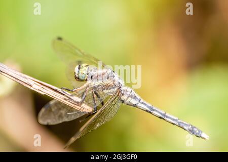 Foto macro di una testa di libellula Foto Stock