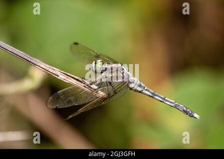 Foto macro di una testa di libellula Foto Stock