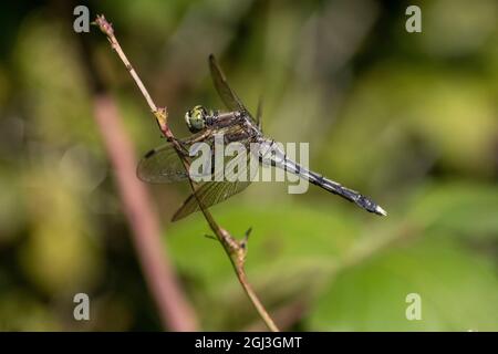 Foto macro di una testa di libellula Foto Stock