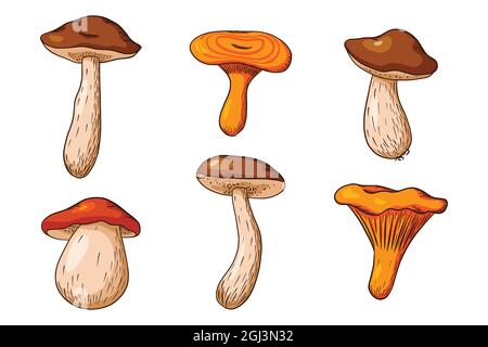 Set di illustrazioni per zucca. Collezione di zucche fresche mature per adesivi, stampe, inviti, menu e biglietti d'auguri design e decoration.Premium Vector Illustrazione Vettoriale