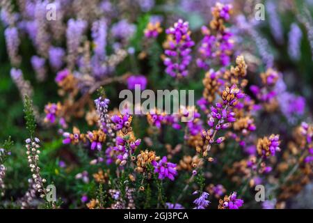 Colorate piante di erica cinerea (erica cinerea) che iniziano ad appassire durante la fine dell'estate nella New Forest, Inghilterra, Regno Unito Foto Stock