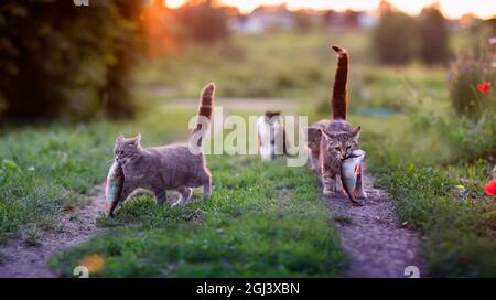i gatti divertenti trasportano un grande persico di pesce lungo un prato verde dalla pesca alla luce del tramonto Foto Stock