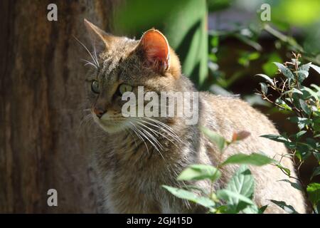 Gatto selvatico europeo (Felis silvestris) in habitat naturale Foto Stock