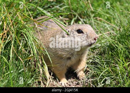 Suslik, scoiattolo di terra europeo (Spermophilus citellus) in habitat naturale Foto Stock