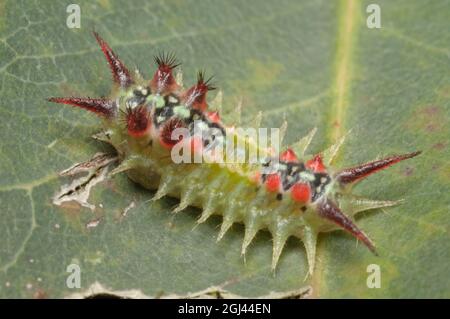 Four-spotted Cup Moth caterpillar, Doratifera quadriguttata, a Glenbrook, nuovo Galles del Sud, Australia. Foto Stock