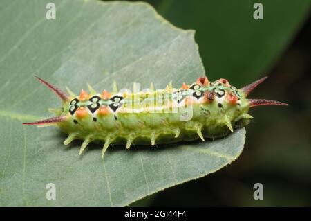 Four-spotted Cup Moth caterpillar, Doratifera quadriguttata, a Glenbrook, nuovo Galles del Sud, Australia. Foto Stock