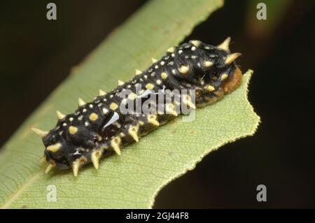 Black Slug Moth caterpillar, Doratifera casta Glenbrook, nuovo Galles del Sud, Australia. Foto Stock