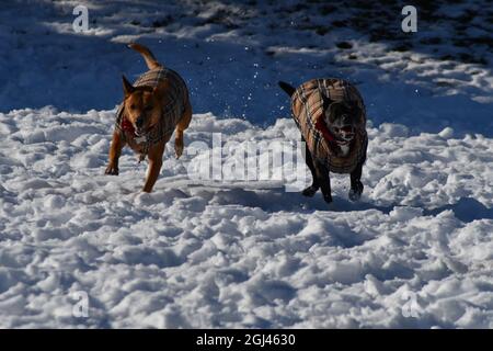 Basenji Mix Gioca nella neve Foto Stock