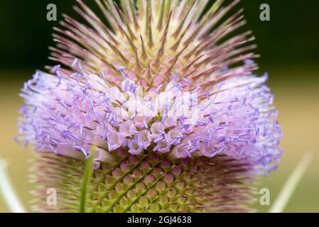 I Teasels in fiore d'estate mostrano la loro banda di fiore viola chiaro e polline viola sull'antera. Foto Stock