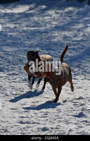 Basenji Mix Gioca nella neve Foto Stock