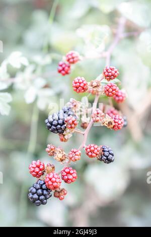 primo piano di un ramo di una macchia di mora con bacche rosse e nere con focalizzazione selettiva sulle bacche rosse, more, verticali Foto Stock