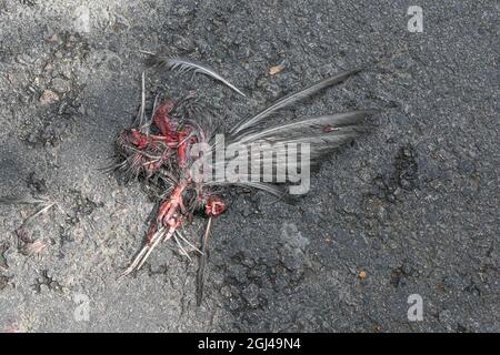Resti di uccello morto su strada Foto Stock