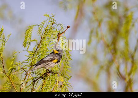 Primo piano del simpatico guerriere di Audubon in Nevada Foto Stock