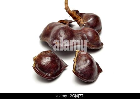 Archidendron pauciflorum, comunemente noto come jengkol o jering, è una specie di albero fiorito della famiglia dei piselli, Fabaceae. Sono principalmente consumati in Foto Stock