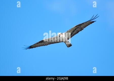 Osprey (Pandion haliaetus) in volo Vermillion Lakes, Banff, Alberta, Canada Foto Stock