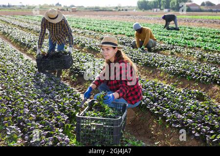 Gruppo di lavoratori agricoli che raccolgono la raccolta di canonigos rossi Foto Stock
