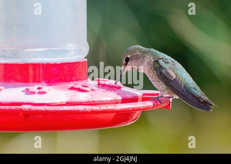 Primo piano di carino colibrì su un alimentatore di uccelli a Las Vegas, Nevada Foto Stock