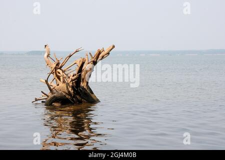 Una grande radice di un vecchio albero felluto sporge dall'acqua di un grande lago. Novosibirsk Reservoir, Siberia, Russia. Foto Stock