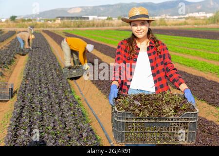 Femmina giardiniere tenendo cassa con mizuna rosso Foto Stock