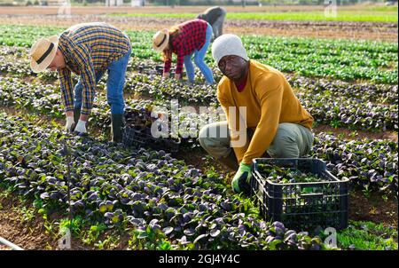 Lavoratori agricoli che raccolgono verdi frondosi sul campo Foto Stock