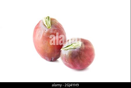 Mela peruviana cactus frutta isolato su sfondo bianco. Nome scientifico Cereus repandus. Foto Stock