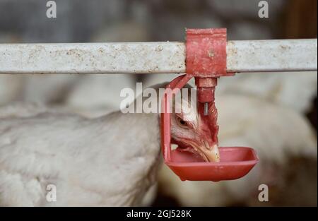 Free Range broiler cortile polli pollame acqua potabile da capezzolo bevitore Foto Stock