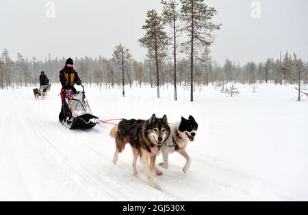Scandinavia. Finlandia in inverno. Parco Nazionale di Hossa. Cani da slitta per bambini nel parco nazionale. Foto Stock