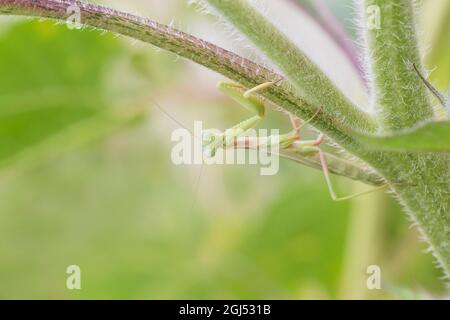 primo piano di mantide verde seduta capovolta sul gambo di girasole Foto Stock