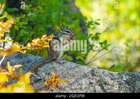Un chippunk grigio a strisce siberiano siberiano siede su una grande pietra Foto Stock