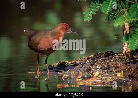 Immagine dell'uccello del granchio di Ruddy-breasted (Porzana fusca) stanno cercando il cibo nella palude sullo sfondo della natura. Uccello. Animali. Foto Stock