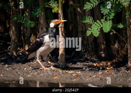 Immagine di un uccello pied myna asiatico o di una stella pied (Gracupica contra) su sfondo naturale. Uccello. Animali. Foto Stock