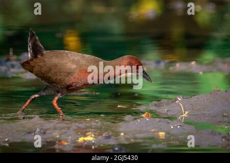 Immagine dell'uccello del granchio di Ruddy-breasted (Porzana fusca) stanno cercando il cibo nella palude sullo sfondo della natura. Uccello. Animali. Foto Stock